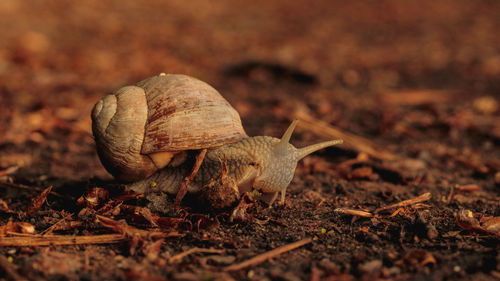 Close-up of snail on land