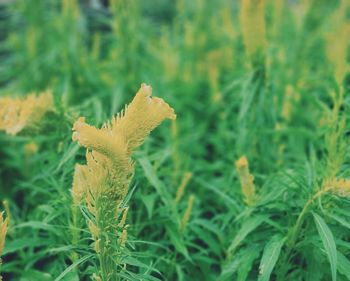 Close-up of flowering plant on land