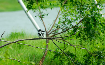 Close-up of bird perching on tree