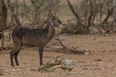 A waterbuck in erindi, a park in namibia