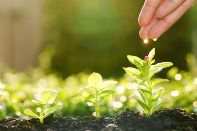 Close-up of hand holding plant