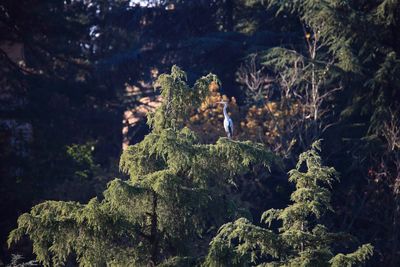 People on rock in forest