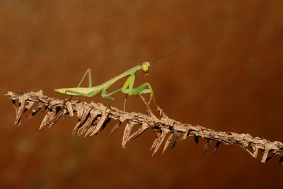 Close-up of praying mantis