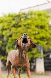 Dog looking away