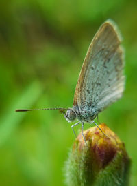Close-up of butterfly
