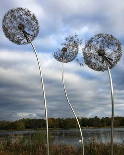 Low angle view of dandelion against cloudy sky