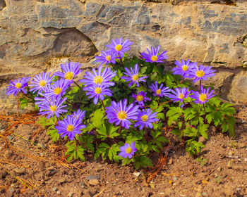 Close-up of purple flowering plants on land