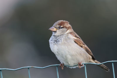 bird