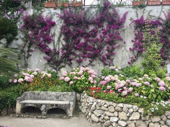 Pink flowers blooming in garden