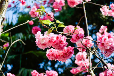 Close-up of pink cherry blossoms in spring