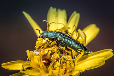 Close-up of insect on yellow flower