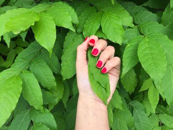 Close-up of cropped hand holding tree leaves