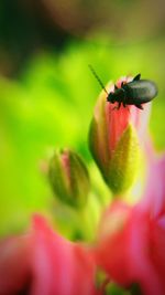 Close-up of ladybug on flower