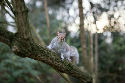 Squirrel on tree trunk