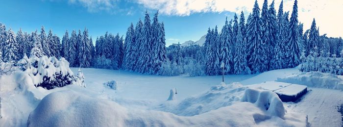 Panoramic view of trees on snow covered landscape