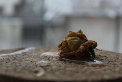 Close-up of shell on dry leaf