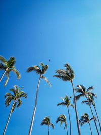 Low angle view of coconut palm trees against clear blue sky