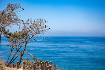 Rocky coastline and scrubby landscape overlooking the pacific ocean at la jolla in san diego, ca