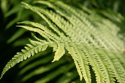 Close-up of ferns