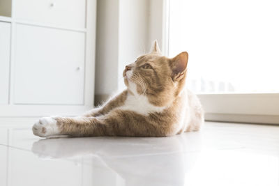 Cat looking away while sitting on floor at home