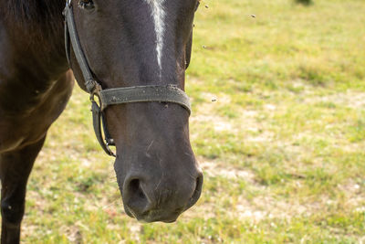 Close-up of a horse on field