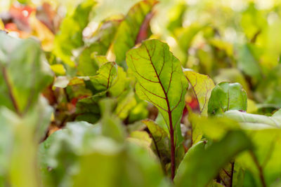 green