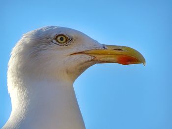 Low angle view of seagull against clear blue sky