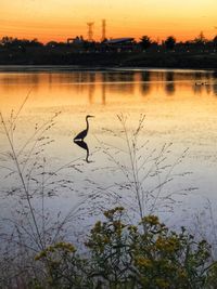 View of birds on lake during sunset