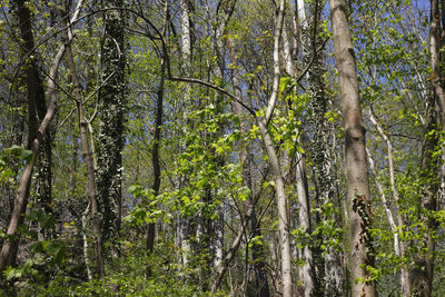 View of trees in forest