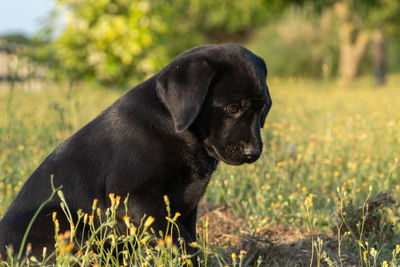 Cute portrait of an 8 week old black labrador puppy sitting on the grass