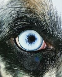 Close-up of dog eye