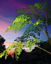 Low angle view of flower tree against sky