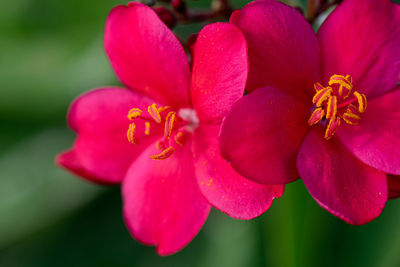 Close-up of pink flowering plant