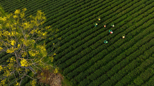 Full frame shot of plants