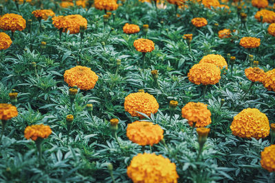 Full frame shot of orange flowers