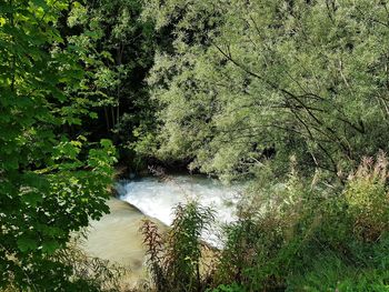 Scenic view of river amidst trees in forest