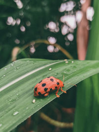 Close-up of ladybug on leaf