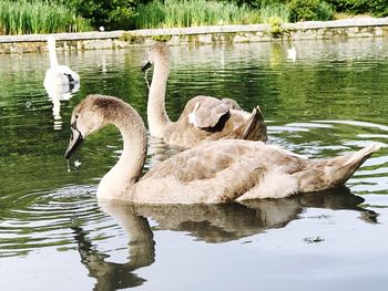 Swan swimming in lake