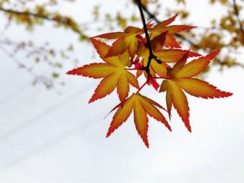 Close-up of maple leaves against blurred background