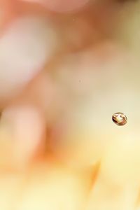 Macro shot of water drops on flower