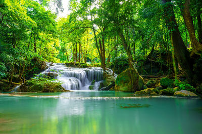 Scenic view of waterfall in forest