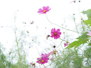 Close-up of pink cosmos flowers