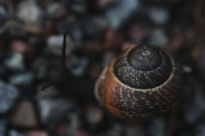 Close-up of snail