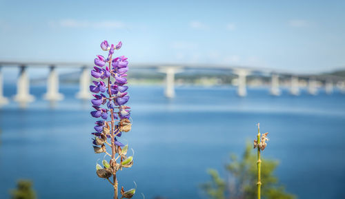 Close-up of purple flowering plant against sky