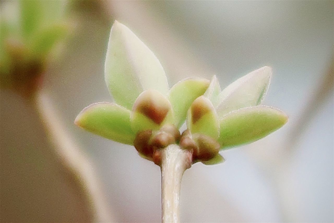CLOSE-UP OF WHITE FLOWER BUD