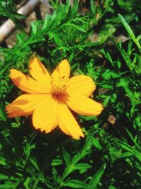 Close-up of yellow flower