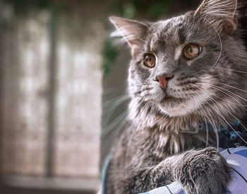 Close-up of cat looking away