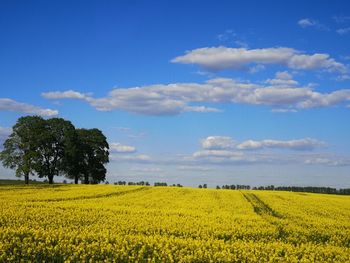 Scenic view of oilseed rape field against sky