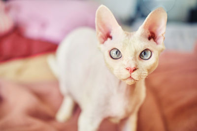 Sphynx devon rex cat close-up. portrait of a pet.