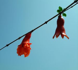 Close-up of red berries hanging against clear sky